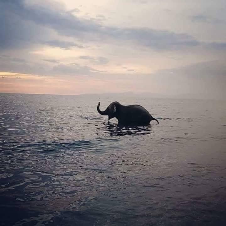 LA FELICITÀ ALL’ORIZZONTE E IL MARE NEL CUORE È COSÌ CHE GLI ELEFANTI SANNO TRASFORMARSI IN FARFALLE.